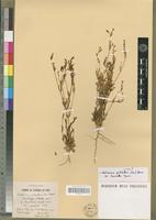 Type? of Centaurium pulchellum (Sw.) Hayek var. lauriolii Maire [family GENTIANACEAE]