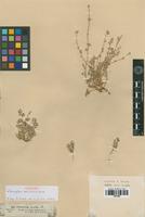 Syntype of Paronychia desertorum Boiss. [family ILLECEBRACEAE]