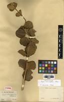 Syntype of Lippia rotundifolia Cham. [family VERBENACEAE]