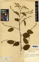 Isotype of Gouania petiolaris Reissek [family RHAMNACEAE]
