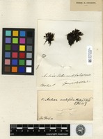 Isosyntype of Andreaea acutifolia Hook.f. & Wilson [family ANDREAEACEAE]