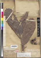 Oncoba mannii in Global Plants on JSTOR