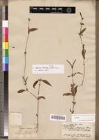 Justicia kotschyi in Global Plants on JSTOR