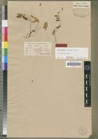 Isolectotype of Astragalus khasianus Bunge [family FABACEAE-PAPILIONOIDEAE]