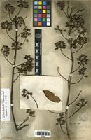 Syntype of Gastonia duplicata Thouars ex Baill. [family ARALIACEAE]