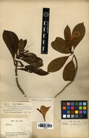 Type of Bikkia guilloviana Brongn. [family RUBIACEAE]