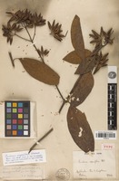 Lectotype of Cinchona asperifolia Wedd. [family RUBIACEAE]