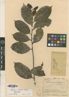 Isotype of Gloeospermum sclerophyllum Cuatrec. [family VIOLACEAE]
