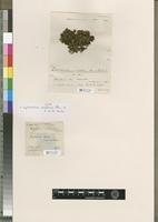 Filed as Leptodontium insolutum Thér. & P. de la Varde [family POTTIACEAE]