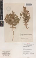 Isotype of Prostanthera scutata C.A.Gardner [family LAMIACEAE]
