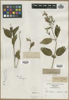 Filed as Scutellaria integerifolia L. [family LAMIACEAE]