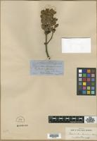 Type? of Phoradendron flavescens Nutt. var. orbiculatum (A.Gray) Engelm. [family VISCACEAE]