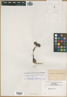 Filed as Sempervivum arachnoideum L. [family CRASSULACEAE]