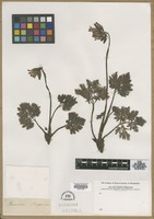 Filed as Fumaria purpurea Pugsley [family PAPAVERACEAE]
