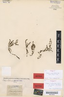 Isotype of Tillaea verticillaris DC. [family CRASSULACEAE]