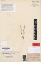 Isotype of Tillaea verticillaris DC. [family CRASSULACEAE]