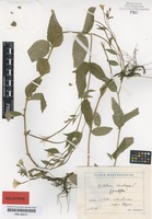 Holotype of Epilobium montanum L. forma grandiflora Rohlena [family ONAGRACEAE]