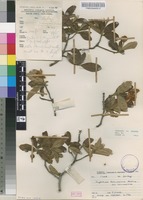 Xylotheca kraussiana in Global Plants on JSTOR
