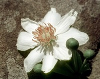 Xylotheca kraussiana in Global Plants on JSTOR