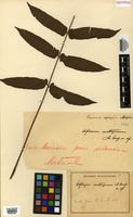 Isotype of Diplazium mattogrossense A. Samp. [family ATHYRIACEAE]