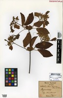 Isosyntype of Setilobus neves-armondii Bureau & K. Schum. [family BIGNONIACEAE]