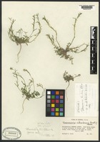 Isotype of Descurainia torulosa Rollins [family BRASSICACEAE]