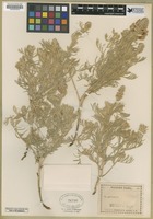 Filed as Sophora [family FABACEAE]