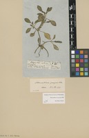 Filed as Alternanthera caracasana Kunth [family AMARANTHACEAE]