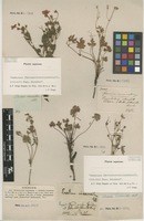 Filed as Erodium incarnatum (L.) L'Hér. [family GERANIACEAE]