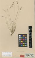Type of Agrostis alpestris Laest. ex Nyman [family POACEAE]
