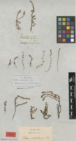 Type of Tillaea sieberiana Schult. & Schult. f. [family CRASSULACEAE]