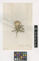 Filed as Echinops strigosus L. [family ASTERACEAE]