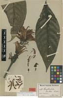 Himantochilus zenkeri in Global Plants on JSTOR