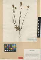 Isolectotype of Manulea benthamiana Hiern [family SCROPHULARIACEAE]
