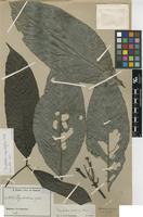Isotype of Psychotria ingentifolia E.M.A.Petit [family RUBIACEAE]