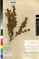 Isolectotype of Aspalathus securifolia Eckl.&Zeyh. [family FABACEAE]