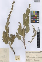 Holotype of Salvia virgata Aiton var. densiflora Nábělek [family LAMIACEAE]