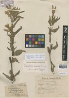 Paratype of Oenothera longituba W. Dietr. [family ONAGRACEAE]