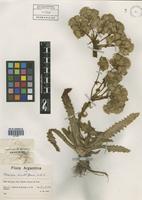 Perezia multiflora (Humb. & Bonpl.) Less. [family ASTERACEAE]