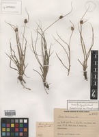 Carex trachycystis Griseb. [family CYPERACEAE]