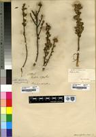 Filed as Aspalathus securifolia Eckl. and Zeyher [family LEGUMINOSAE]