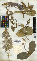 Filed as Petraea arborea Kunth [family VERBENACEAE]