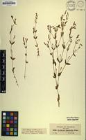 Filed as Centaurium pulchellum Druce [family GENTIANACEAE]