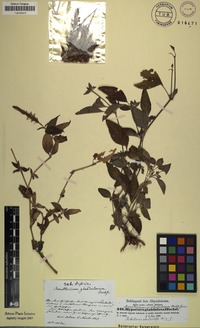 Monothecium glandulosum in Global Plants on JSTOR
