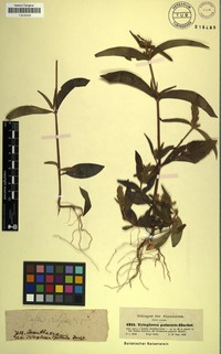 Justicia palustris in Global Plants on JSTOR