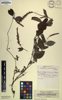 Monothecium glandulosum in Global Plants on JSTOR