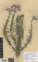 Filed as Helichrysum formosissimum (Sch. Bip.) Sch. Bip. ex A. Rich. variety formosissimum [family ASTERACEAE]