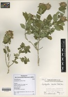 Lepidagathis scariosa in Global Plants on JSTOR