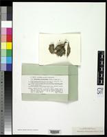 Isotype of Chaenotheca benearnensis Vezda, A. & Vivant, J. 1972 [family CONIOCYBACEAE]