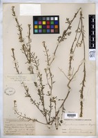 Descurainia richardsonii subsp. incisa (Engelm. ex A. Gray) Detling [family BRASSICACEAE]